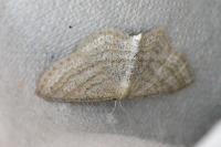 Scopula virgulata