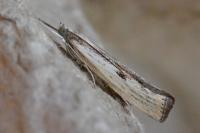 Agriphila inquinatella