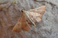 Endotricha flammealis