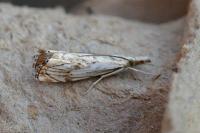 Catoptria falsella