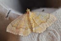 Camptogramma bilineata