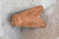 Mythimna albipuncta