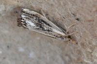 Catoptria verellus
