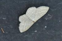 Idaea subsericeata
