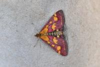 Pyrausta purpuralis