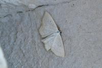 Scopula immutata