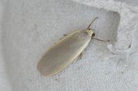 Collita griseola