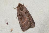 Xestia stigmatica