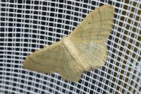 Idaea straminata