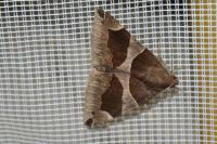 Dysgonia algira
