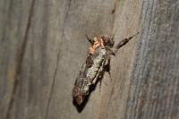 Epilecta linogrisea