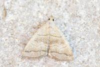 Herminia tarsicrinalis