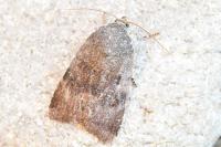 Noctua janthe/janthina
