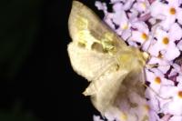 Diachrysia chrysitis