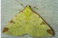 Opisthograptis luteolata