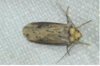 Axylia putris
