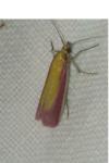 Oncocera semirubella