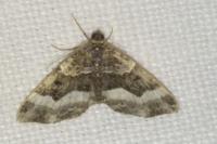 Euphyia unangulata