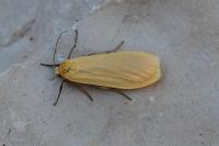 Wittia sororcula