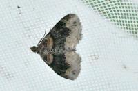 Xanthorhoe ferrugata