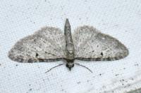 Eupithecia virgaureata