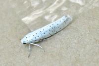 Yponomeuta evonymella
