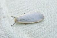 Collita griseola