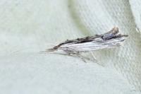 Ypsolopha scabrella