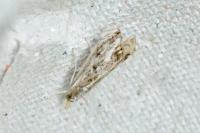 Catoptria verellus