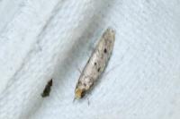 Tinea trinotella