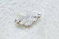Macaria notata