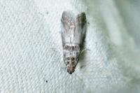 Acrobasis advenella