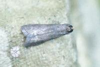 Eccopisa effractella