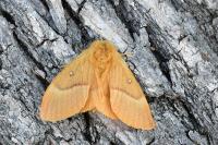 Lasiocampa quercus quercus