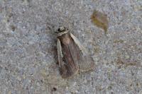 Ochropleura plecta