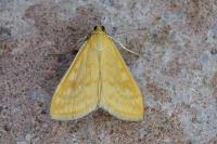 Sitochroa verticalis