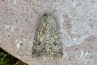 Anarta trifolii