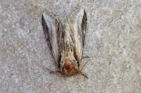 Pheosia tremula