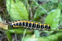 Cucullia lactucae