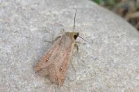 Mythimna unipuncta