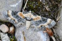 Eupithecia linariata