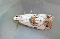 Cochylis hybridella