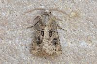 Agrotis bigramma