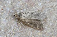 Parapoynx stratiotata