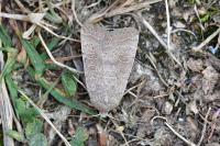 Hoplodrina ambigua