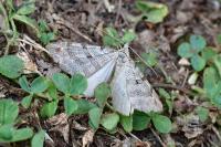 Aplocera plagiata