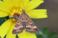 Pyrausta despicata despicata