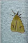 Diacrisia sannio