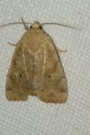 Cosmia trapezina