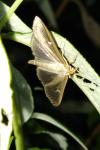 Cydalima perspectalis